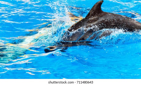 bora bora dolphins