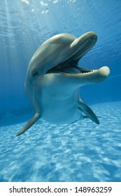 dolphin close up 