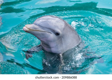 Dolphin Close up