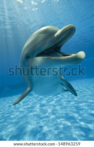 dolphin close up 