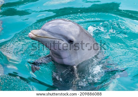Dolphin Close up