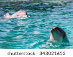 dolphin close up portrait while looking at you