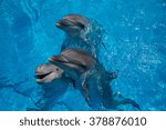 dolphin close up portrait while looking at you while smiling.  