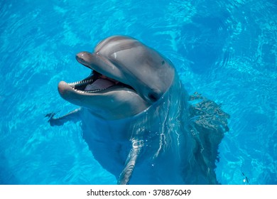 dolphin close up portrait while looking at you while smiling.  