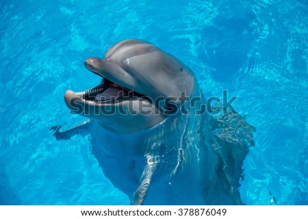 dolphin close up portrait while looking at you while smiling.  