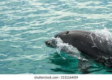 Dolphin Coming Up For Air With Blowhole Clearly Visible, Along The Pacific Coast Of Panama.