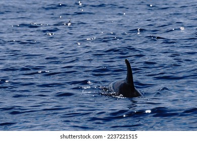 dolphin diving into the water - Shutterstock ID 2237221515