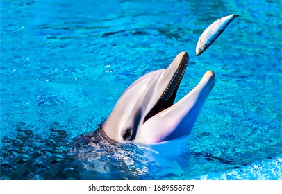 Dolphin Eat Fish In Water And Smile