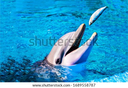 Dolphin eat fish in water and smile
