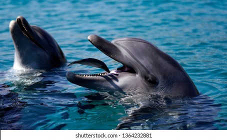                                The dolphin eats fish
