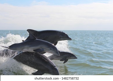 Dolphin Family Jumping In The Gulf Of Mexico