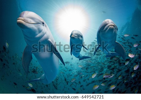 dolphin family underwater on reef background looking at you
