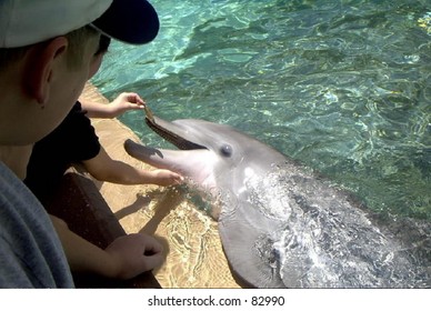 Dolphin Feeding Time At Seaworld, In Florida.