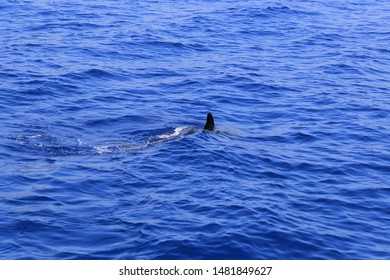 Dolphin Fin Above The Blue Sea Water. Shark Fin In Open Sea