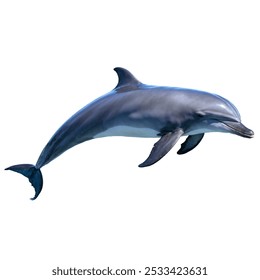 dolphin full body, isolated on white background