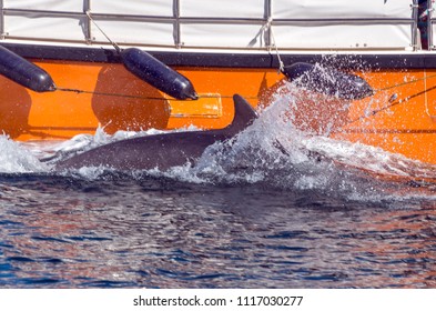 Dolphin Fungie From Dingle, Ireland