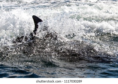 Dolphin Fungie From Dingle, Ireland