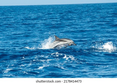 Dolphin At Gran Canaria Atlantic Ocean