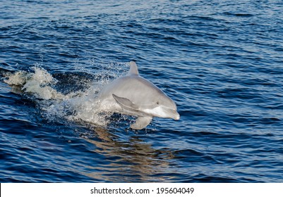 A Dolphin In The Gulf Of Mexico On The Alabama Gulf Coast.