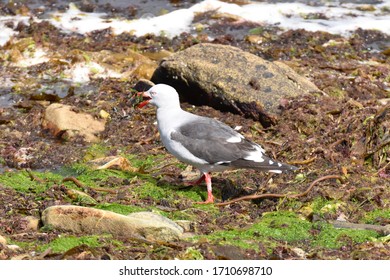 Dolphin Gull In  East Falkland