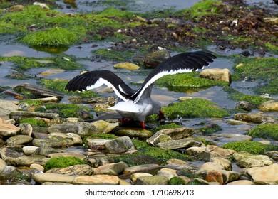 Dolphin Gull In  East Falkland