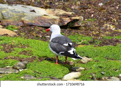 Dolphin Gull In  East Falkland