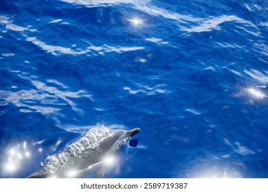 Dolphin hawaii dive and dolphins ocean wave blue view 