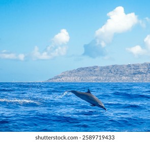 Dolphin hawaii dive and dolphins ocean wave blue view 