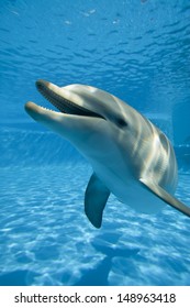 Dolphin Head-shot