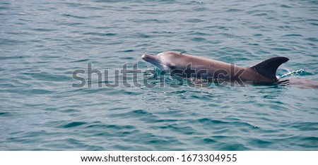 Dolphin in the Indian Ocean. Kenya, Africa.