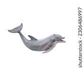 Dolphin isolated on white background