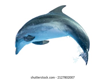 Dolphin is isolated on a white background. Mammal marine animal. - Powered by Shutterstock