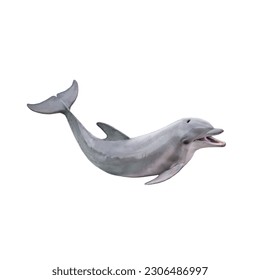 Dolphin isolated on white background - Shutterstock ID 2306486997