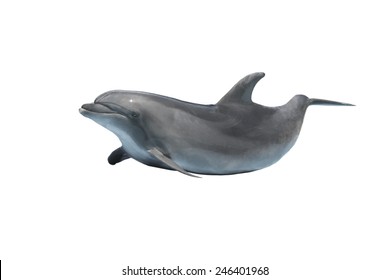 Dolphin Isolated On A White Background