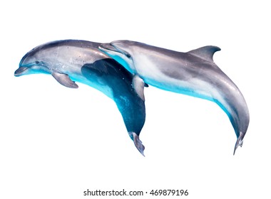 Dolphin Isolated On White Background