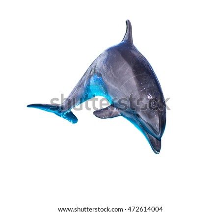 Dolphin isolated on white background