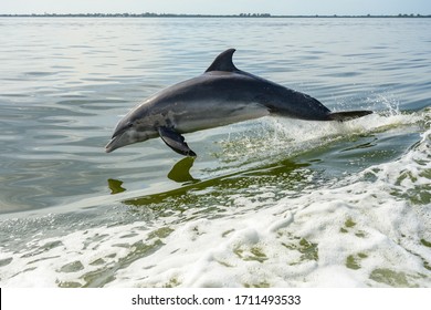 Dolphin Jump In The Gulf Of Mexico On Clear Day