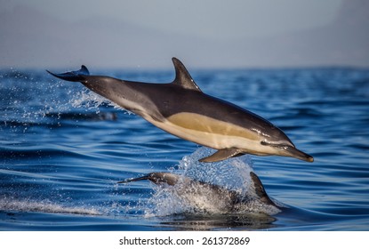 Dolphin Jump In The Ocean. South Africa.