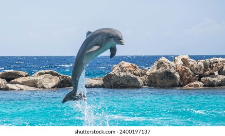 Dolphin jumping in the blue sea under the clear sky. Dolphin Jumping in the Blue Sea with Clear Sky. Dolphins jumping in blue water with sky and no people. Dolphin Jumping in Blue Sea Under the Sky.