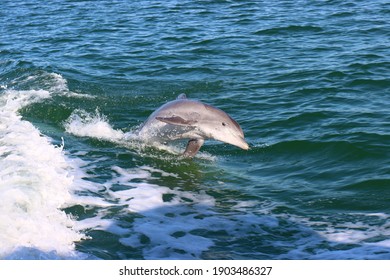 Dolphin Jumping In The Gulf Of Mexico