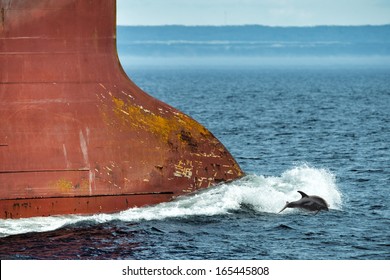 Dolphin Jumping Near Big Ship Bow