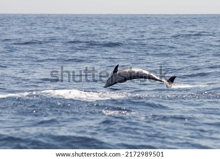 dolphin jumping in the ocean