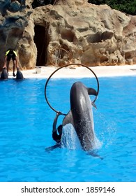 Dolphin Jumping On The Seaworld