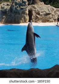 Dolphin Jumping On The Seaworld