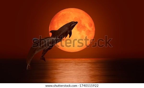 Dolphin jumping on the water - Night sky with moon
in the clouds on the foreground calm sea