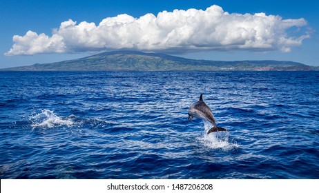 Dolphin jumping out of the water, island of Faial (Azores) in the background.