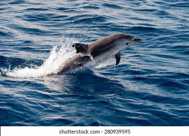 dolphin jumping outside the sea - Shutterstock ID 280939595
