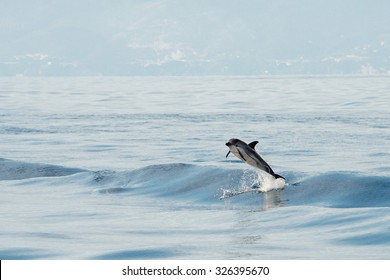 Dolphin Jumping Outside The Sea