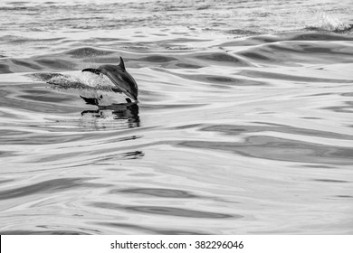  Dolphin Jumping Outside The Sea In Black And White