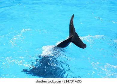 Dolphin Jumping In Pool At Marine Mammal Park